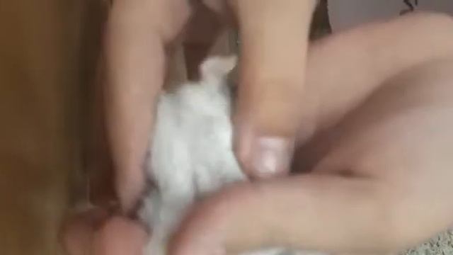 Как определить мальчик или девочка у вас джунгарский хомячок. Видео прислала Ангелина смотреть онлайн