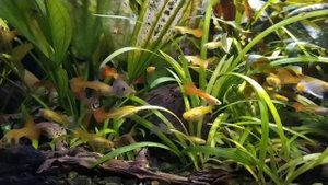 Гуппи, растения и дырки на листьях от атаки анциструсов на них. Жизнь в аквариуме. Аквариум на 150л