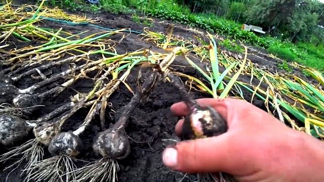 Урожай крупного чеснока/гигант чеснок рокамболь