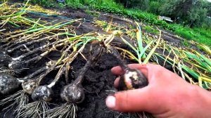 Урожай крупного чеснока/гигант чеснок рокамболь