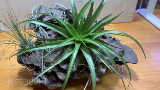 【中編】うちのエアープランツ19種類39株、全て紹介するシリーズ【第二段】100均ダイソーのエアープランツ/流木、岩、コルク仕立て編 смотреть онлайн