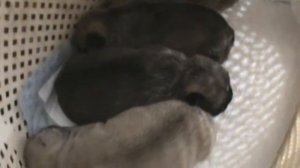 НОВОРОЖДЁННЫЕ ЩЕНКИ ЗАПОР ПОМОЩЬ