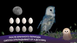 ИНТЕРЕСНАЯ ПТАШКА: СИПУХА ОБЫКНОВЕННАЯ