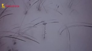 Тропление зайца! ПРАКТИЧЕСКИЙ урок - Videoohota