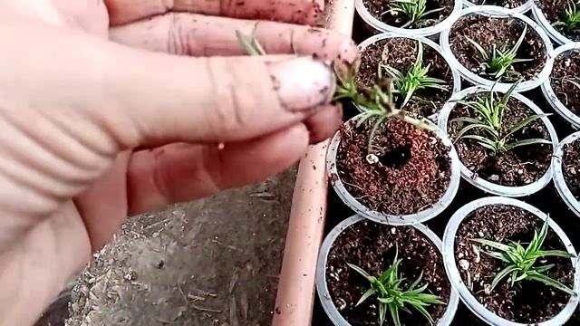 Шиловидный флокс.Черенкование . смотреть онлайн