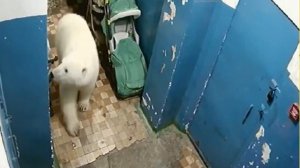 Белый медведь бродит по подъезду