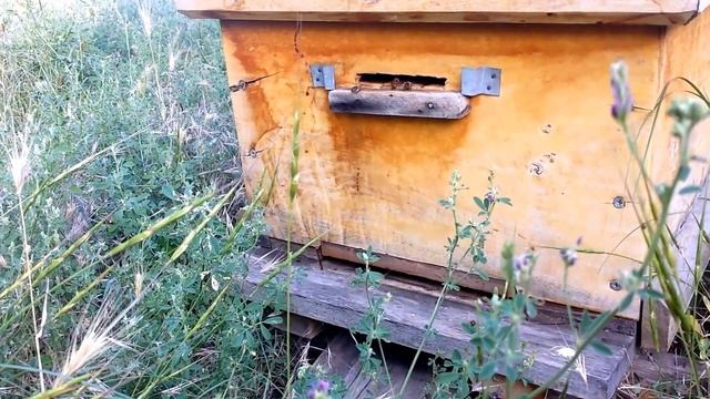 Кавказская серая горная пчела - Caucasus Grey Mountainous Honeybees Two Storey Hive смотреть онлайн