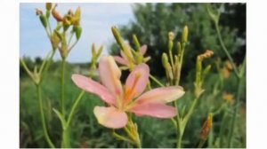 Беламканда китайская посадка и уход полив выращивание из семян