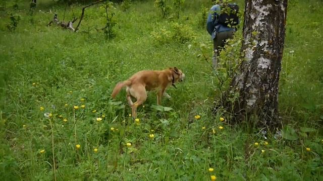 Гамми, Шери и грибы смотреть онлайн