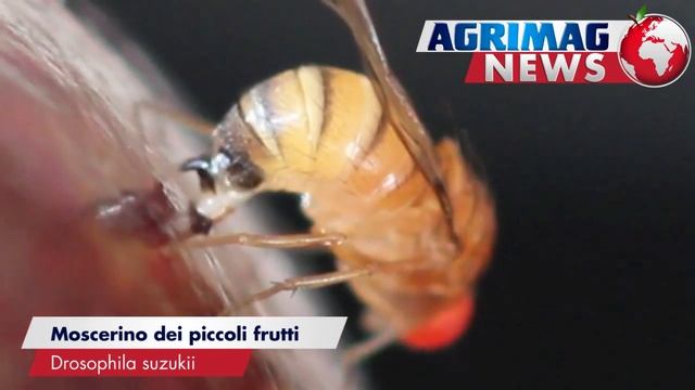 Agrimagnews | Report Ciliegio: Monilia, Afide nero, Mosca e Drosophila смотреть онлайн