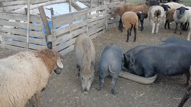 ДИКИЙ КАБАН ВЫХВАТИЛ ОТ БАРАНА 2:33 Обед из общей кормушки смотреть онлайн