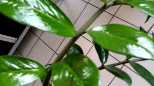 #цветы долларовое и денежное дерево