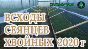 Выращивание хвойных из семян всходы ели голубой,туи,сосны-всходы сеянцев хвойных 2020 года !