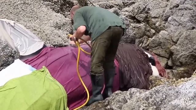 Косатка застряла в камнях во время отлива.Добрые люди спасли косатку. смотреть онлайн