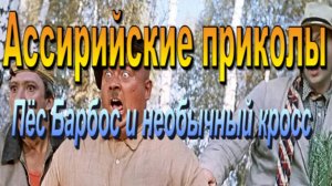 Пёс Барбос и необычный кросс