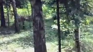 Ягдтерьер на дереве