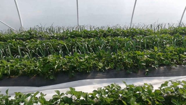 Клубника Клери и Чеснок Любаша! смотреть онлайн