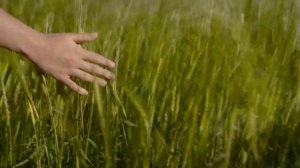 Тотемное животное. Как узнать свой тотем?