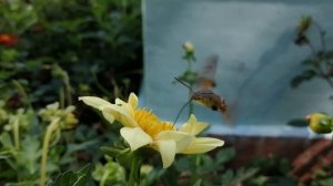 Языкан обыкновенный, или большехоботник звездчатый — бабочка из семейства бражников