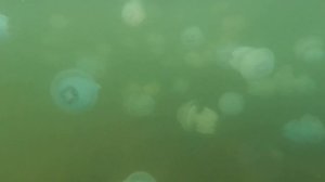 Хорлы. Медузы. Чёрное море.