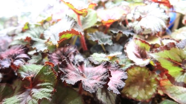 МНОГО ПОТЕРЬ! НЕ делайте ТАК! Декоративно лиственные бегонии КАК ВЫРАЩИВАТЬ и ЗАРАБАТЫВАТЬ? смотреть онлайн