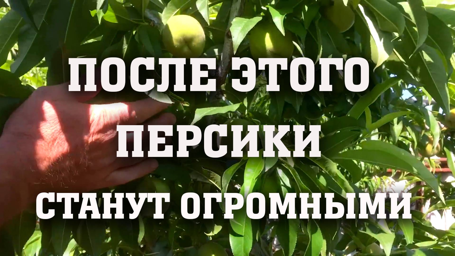 После этого персики станут огромными, вкусными и красивыми! смотреть онлайн