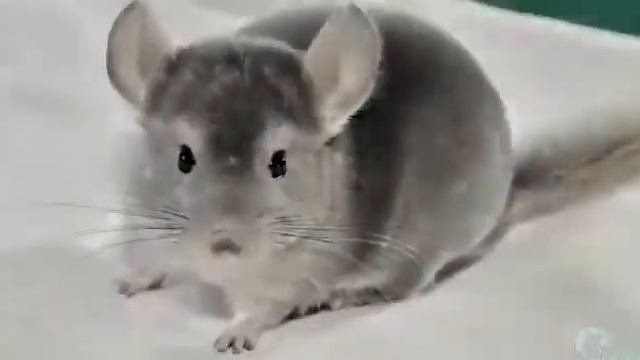 Разведение шиншилл