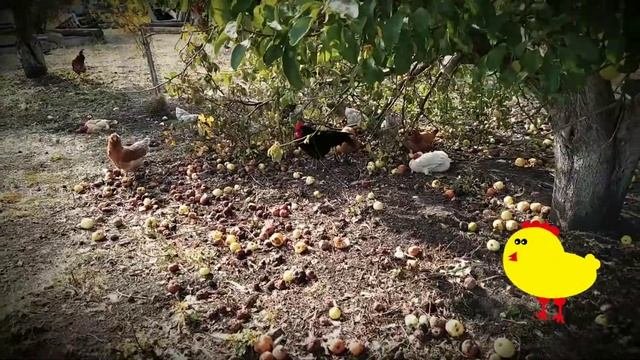 Кучинские курочки - идеальная порода для начинающих. Нет, не расстанусь с ними!