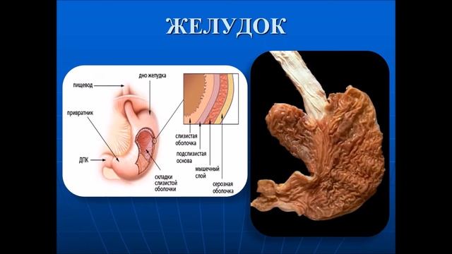 Патология - Лекция стом. фак - Болезни дыхательной и пищеварительной систем