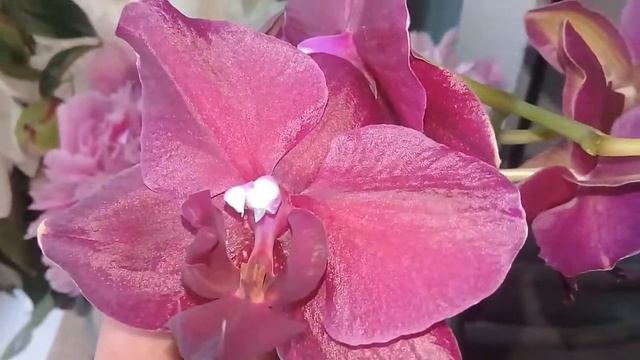 🌸ФАЛЕНОПСИС -МУТАНТ🌸 продолжает удивлять😃