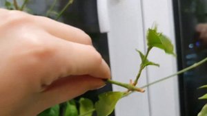 ЖАСМИН ? САМБАК ? ЦВЕТЁТ