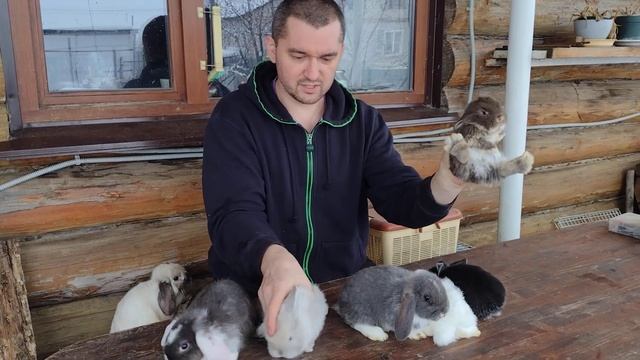 Такие маленькие декоративные крольчата смотреть онлайн