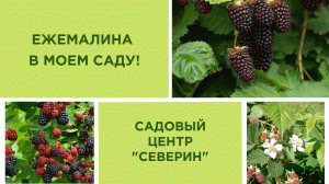 ЕЖЕМАЛИНА В МОЕМ САДУ!