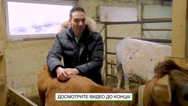 Доброта и любовь к сельскохозяйственным животным необходима! Как содержать с/х животных?