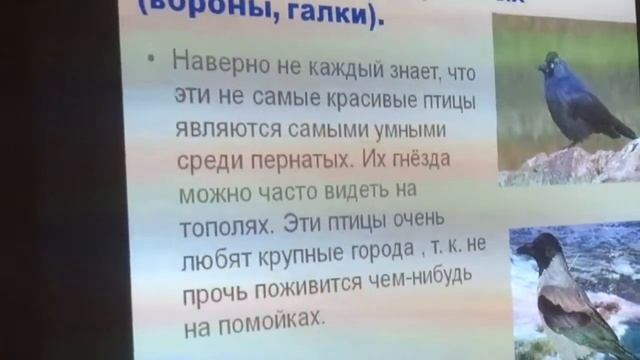 "Птицы - наши друзья" смотреть онлайн