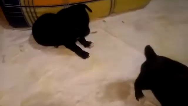 Чихуахуа черные смотреть онлайн