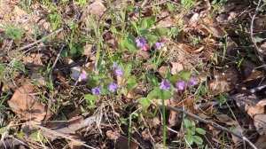 Медуница лесная (Pulmonaria). Россия, 33 регион, конец апреля.