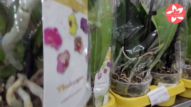 Шикарный завоз орхидей в магазине Флорэвиль в Москве 26.12.21