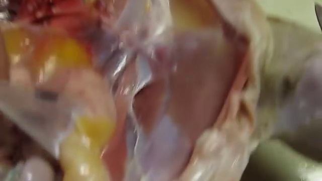 ЯЙЦЕНОСКОСТЬ У КУР НЕСУШЕК (часть 1): как повысить и отчего зависит. Как работает яичник у курицы.