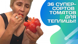 Затолкаю хоть как! Томаты для теплицы 2022 обзор 36 сортов!