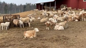 Катумская порода овец. Матки с месячными ягнятами впервые на улице.