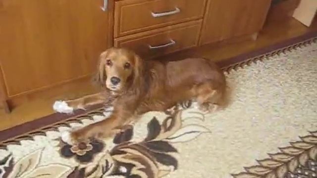 Собачка после купания. Английский кокер спаниель смотреть онлайн