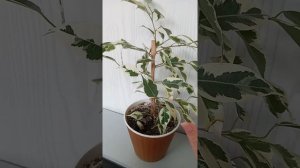 Комнатные цветы.Фикус твилайт.