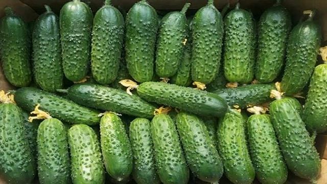 купить семена огурцов герман+