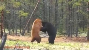 Яростная схватка медведей.