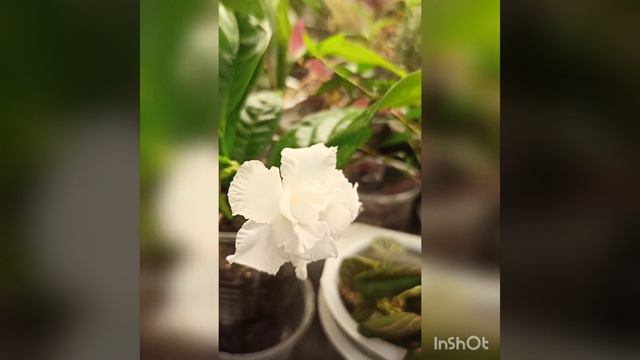 Табернемонтана смотреть онлайн