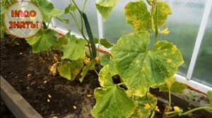 Почему желтеют листья у огурцов в теплице, и как избежать этого?