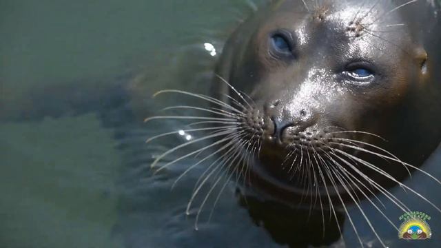 Ярославский зоопарк смотреть онлайн