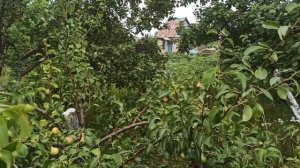 Как дать вторую жизнь засохшей груши. Груша заплодоносила