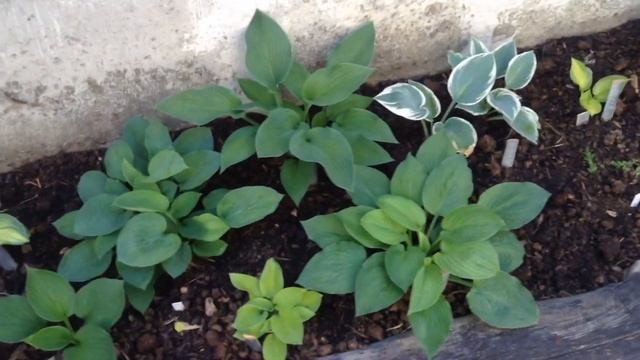 Hosta Garden Tour 2018 смотреть онлайн